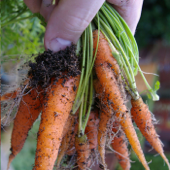 An Hour in the garden - week by week