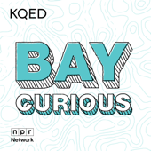 Bay Curious