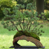 Bonsai - Jens Berner