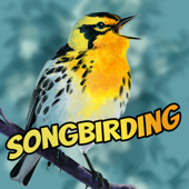 Songbirding: A Birding-by-ear Podcast