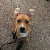 Potty Training And Dog Exercise