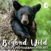 Beyond Wild: Wildlife Photography Podcast