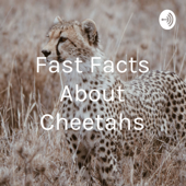 Fast Facts About Cheetahs