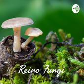 Reino Fungi - Micotoxinas