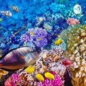 Climate Change Affecting the Great Barrier Reef