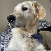 Remembering Your Best Friend. A Dog Bereavement Podcast.