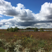 Ecospot: Native Plants & Environmental Stewardship