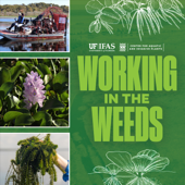 Working In The Weeds