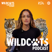 WildCats Podcast