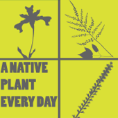 A Native Plant Every Day