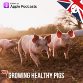 Growing Healthy Pigs