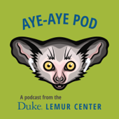 Aye-aye Pod