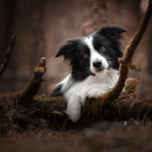 Happy dogs, even happier owners
