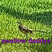 Swallow Daddy's