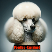 Poodles - Explained