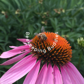 Beekeeping Buddies