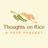 Thoughts on Rice