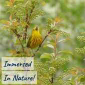 Immersed In Nature: Nature Sounds for Sleep and Relaxation
