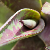 Agave & Cactus Talk