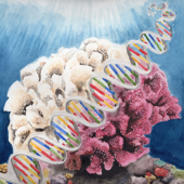 Coral Currents Podcast