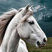 The Elaine Heney Horse & Pony Audiobook Podcast