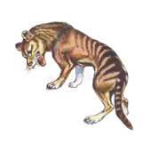 Tasmanian tiger 2026.Mainland Australian introduction ?Parks Victoria not screening for thylacine.