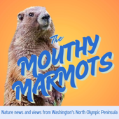Mouthy Marmots of the Olympic Peninsula