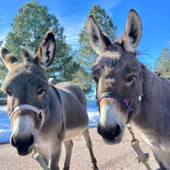 DosDonkeys