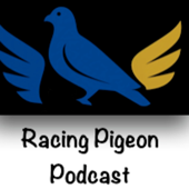 Racing Pigeon Podcast