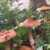 A Wonderful World of Fungi