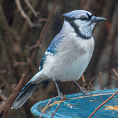 Blue Ridge Birds and Nature at Hilton Pond North