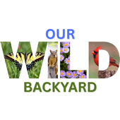 Our Wild Backyard