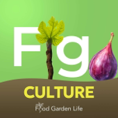 Fig Culture: Helping You Grow a Fig Tree in a Cold Climate