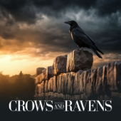 Crows and Ravens