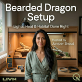 Bearded Dragon Setup