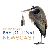 Chesapeake Bay Journal Newscast