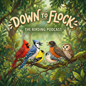 Down To Flock: A Podcast About Birds and Birding