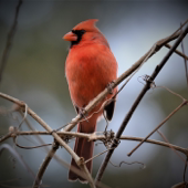 The Nature Connection