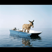 Just a donkey in a rowboat